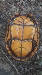 Kinosternon chimalhuaca