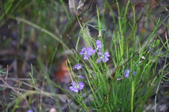 Dampiera linearis