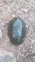 Kinosternon chimalhuaca