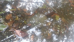 Kinosternon chimalhuaca