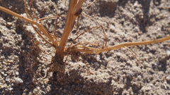 Chaenactis carphoclinia