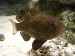 Black-Finned Cardinalfish photo 2