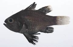 Black-Finned Cardinalfish photo 3
