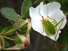 Barbitistes fischeri