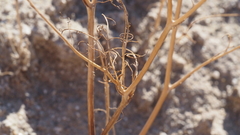 Chaenactis carphoclinia