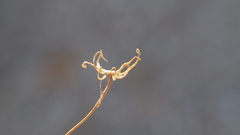 Chaenactis carphoclinia