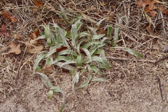 Tradescantia subacaulis