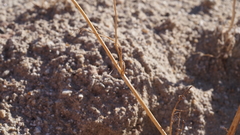 Chaenactis carphoclinia