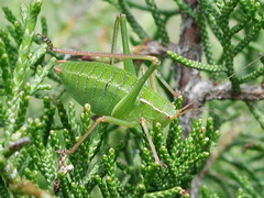 Barbitistes fischeri