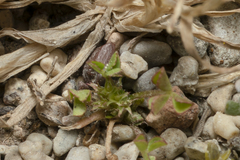 Trifolium suffocatum