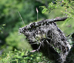 Tillandsia incarnata