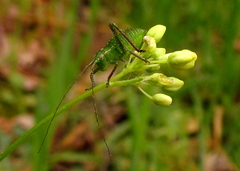 Barbitistes fischeri