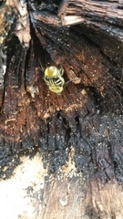 Trichiotinus texanus