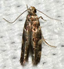 Aristotelia rubidella