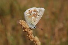 Polyommatus corydonius