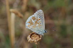 Polyommatus corydonius