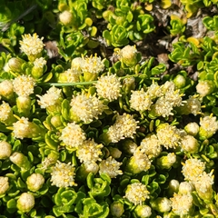 Baccharis magellanica