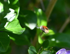 Anthophora pilifrons
