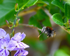 Anthophora pilifrons