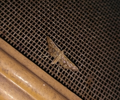 Nausinoe geometralis