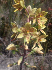 Thelymitra villosa
