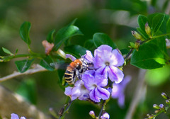 Anthophora pilifrons