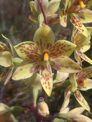 Thelymitra villosa