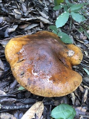 Cortinarius ponderosus