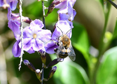 Anthophora pilifrons