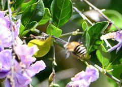 Anthophora pilifrons