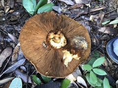 Cortinarius ponderosus
