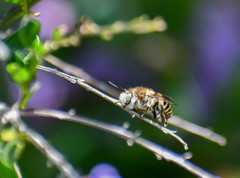 Anthophora pilifrons