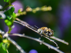 Anthophora pilifrons