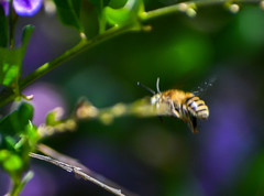Anthophora pilifrons