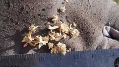 Atriplex canescens macilenta