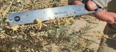 Atriplex canescens macilenta