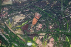 Styela montereyensis