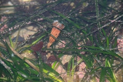 Styela montereyensis