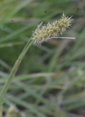 Cenchrus tribuloides