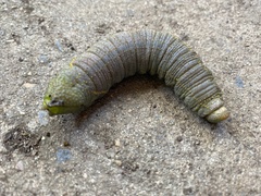 Coequosa triangularis