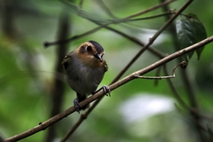 Poecilotriccus plumbeiceps