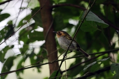 Poecilotriccus plumbeiceps