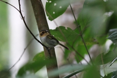 Poecilotriccus plumbeiceps