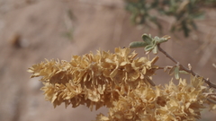 Atriplex canescens macilenta