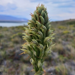 Chloraea cylindrostachya