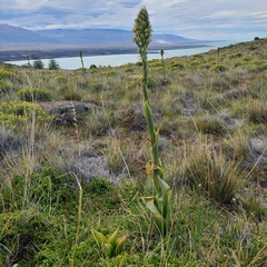 Chloraea cylindrostachya