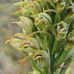 Chloraea cylindrostachya
