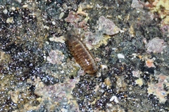 Cirolana harfordi