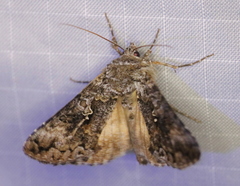 Syngrapha octoscripta