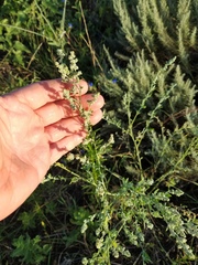 Chenopodium desiccatum